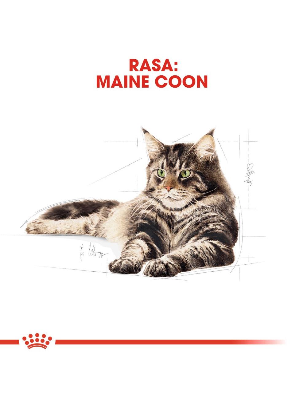 ROYAL CANIN Maine Coon Adult 10kg + niespodzianka dla kota GRATIS!