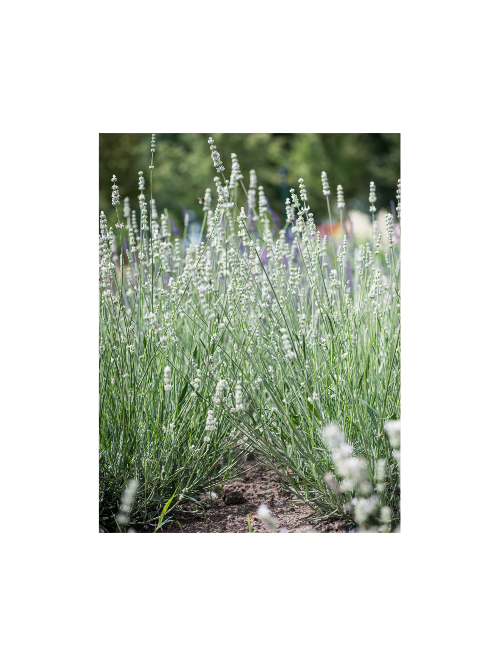 Lawenda pośrednia -  Lavandula x intermedia 'Exceptional'