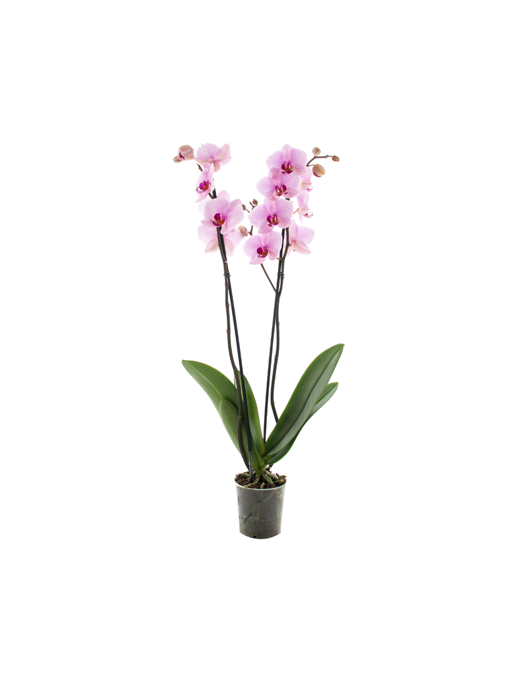 Storczyk Super Extra (Phalaenopsis) 2 pędy jasnoróżowy d12