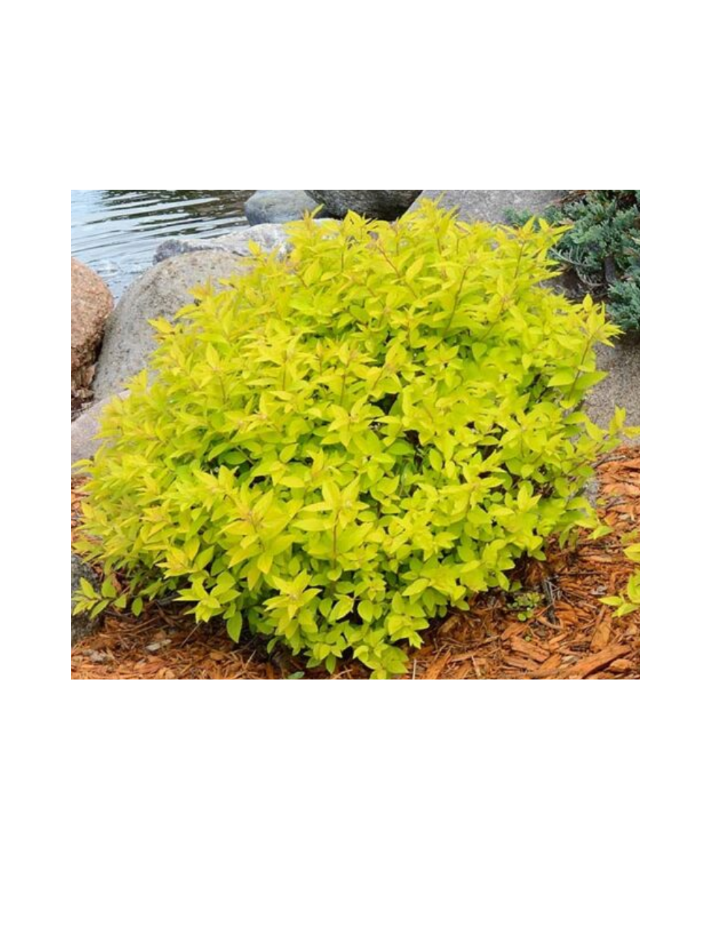 Tawuła japońska - Spiraea japonica 'Goldmound'