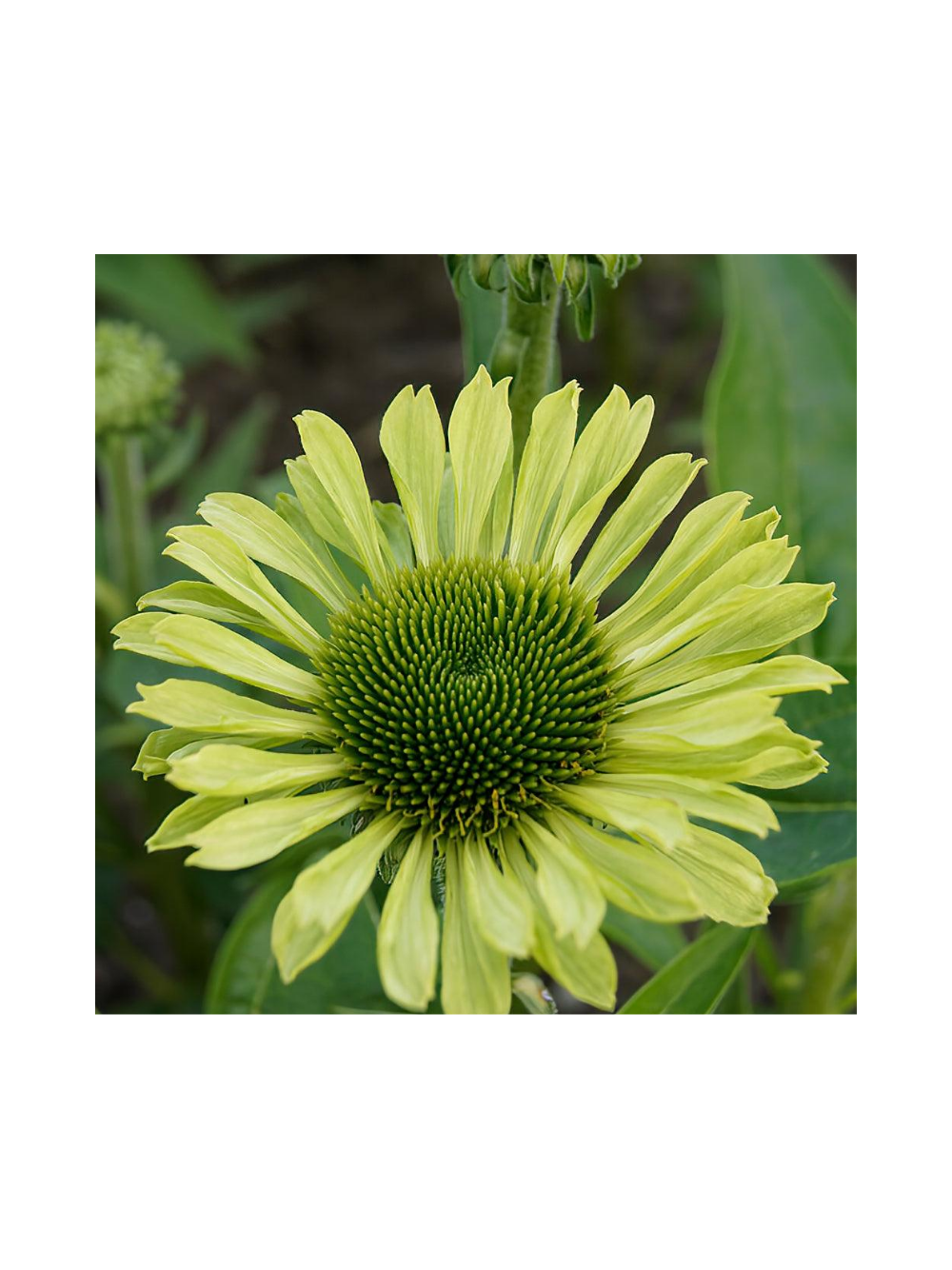 Jeżówka purpurowa - Echinacea purpurea 'Green Jewel'