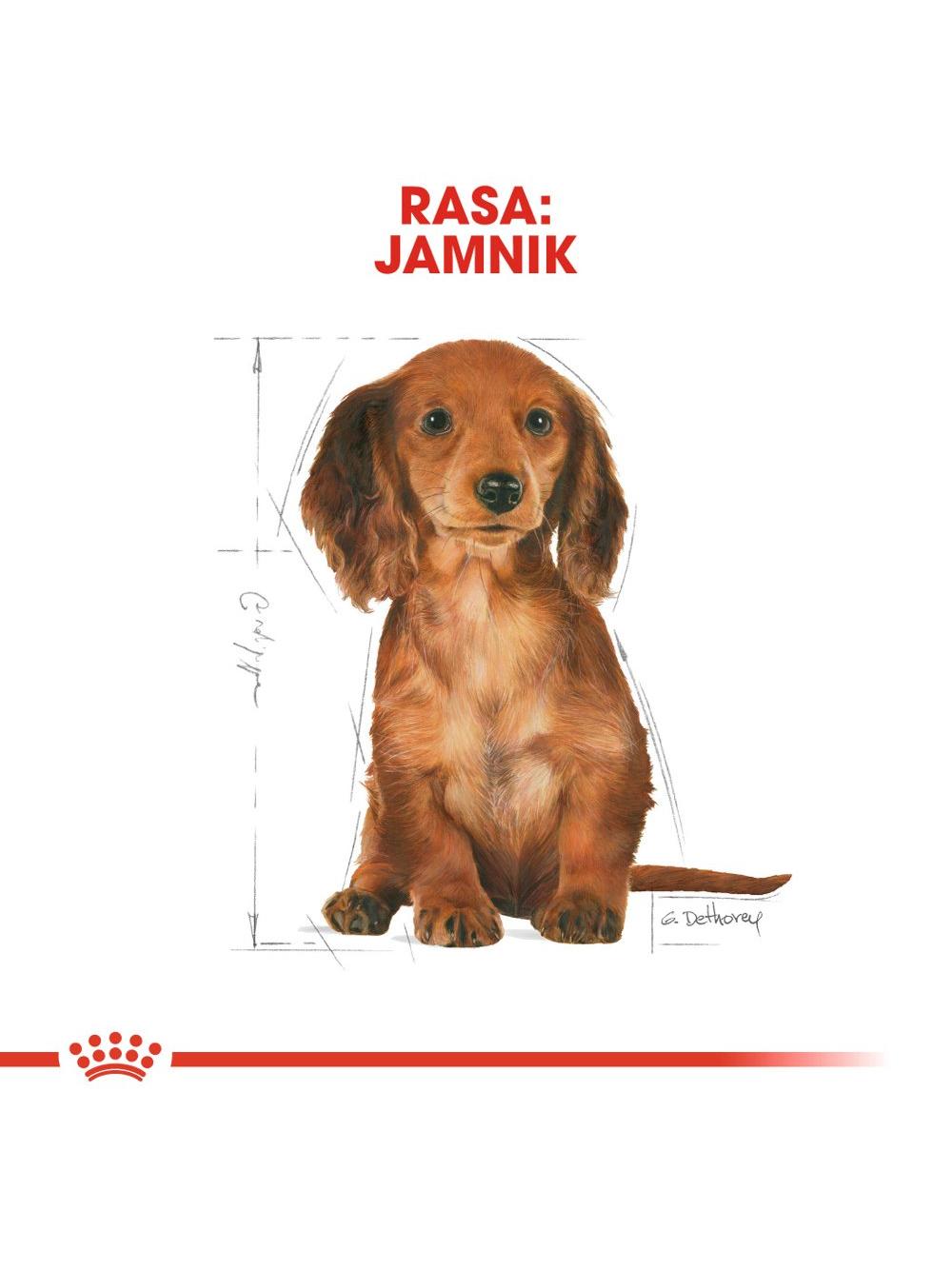 ROYAL CANIN Dachshund Puppy 1,5kg karma sucha dla szczeniąt do 10 miesiąca, rasy jamnik
