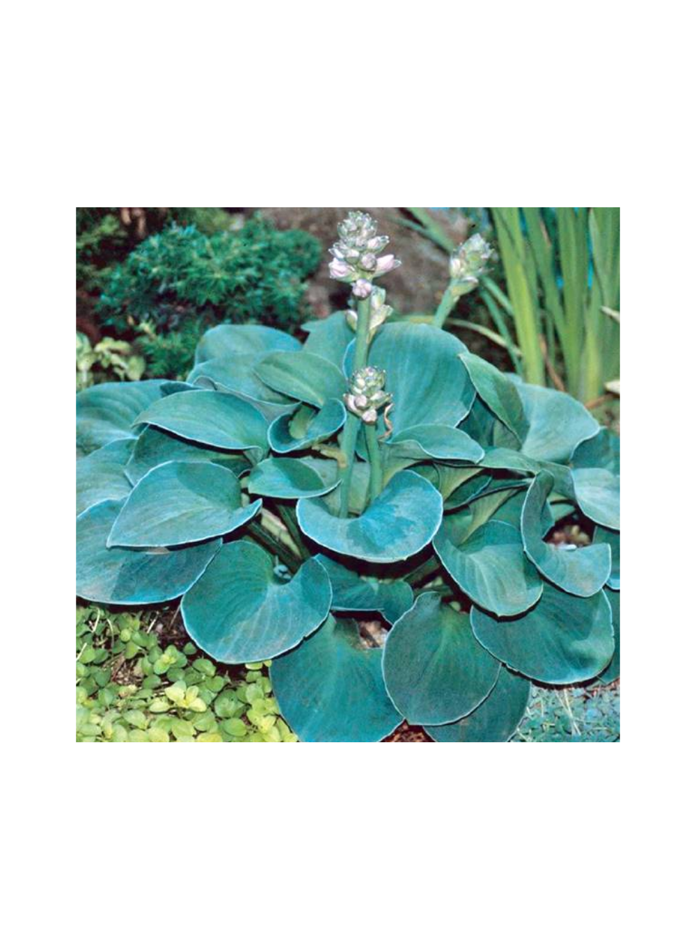Funkia - Hosta 'Blue Mouse Ears'