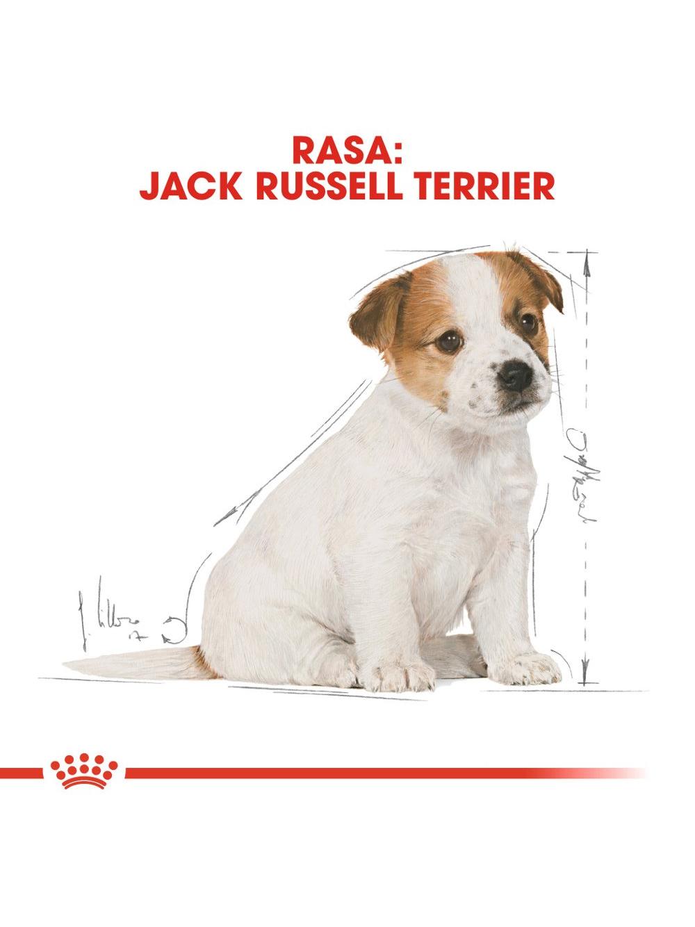 ROYAL CANIN Jack Russell Terrier Puppy 3kg karma sucha dla szczeniąt do 10 miesiąca, rasy jack russel terrier + NIESPODZIANKA DLA PSA GRATIS!!