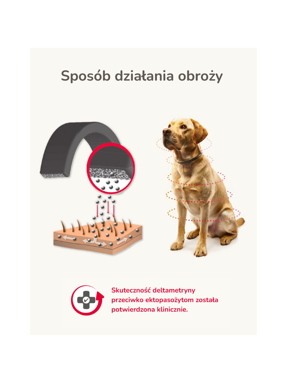 BEAPHAR -Canishield obroża L dla psa 65 cm