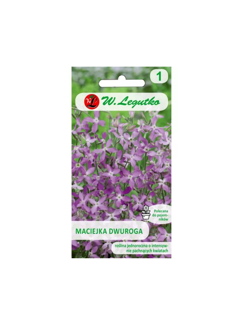 Maciejka dwuroga różowolawendowa