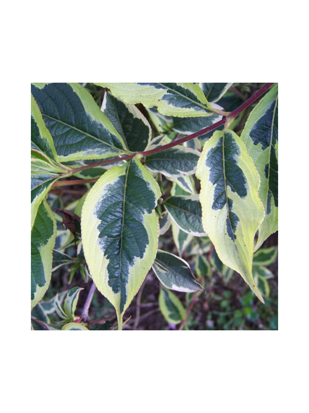 Krzewuszka cudowna - Weigela florida 'Nana Variegata'