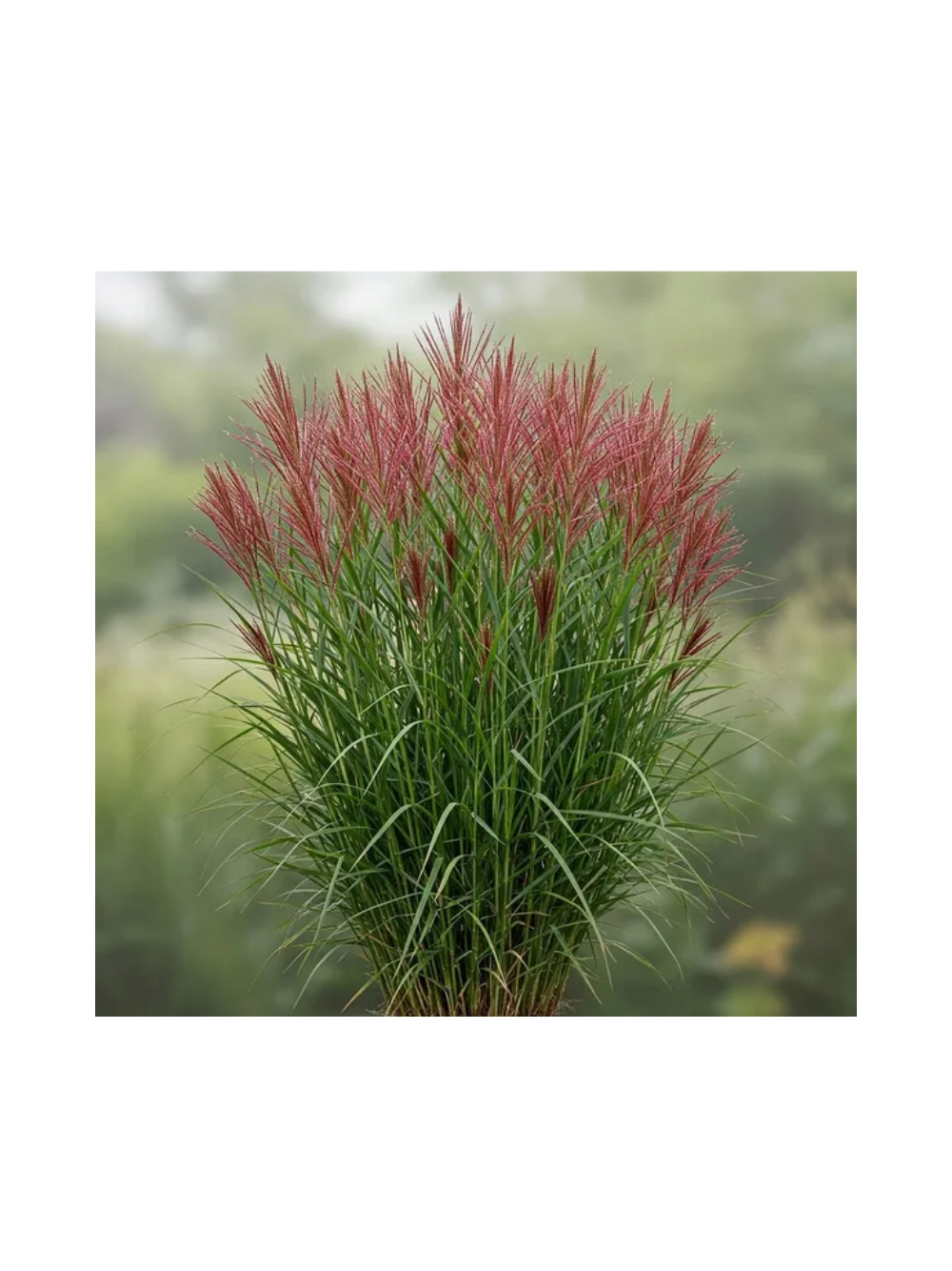 Miskant chiński - Miscanthus sinensis 'Red Chief'