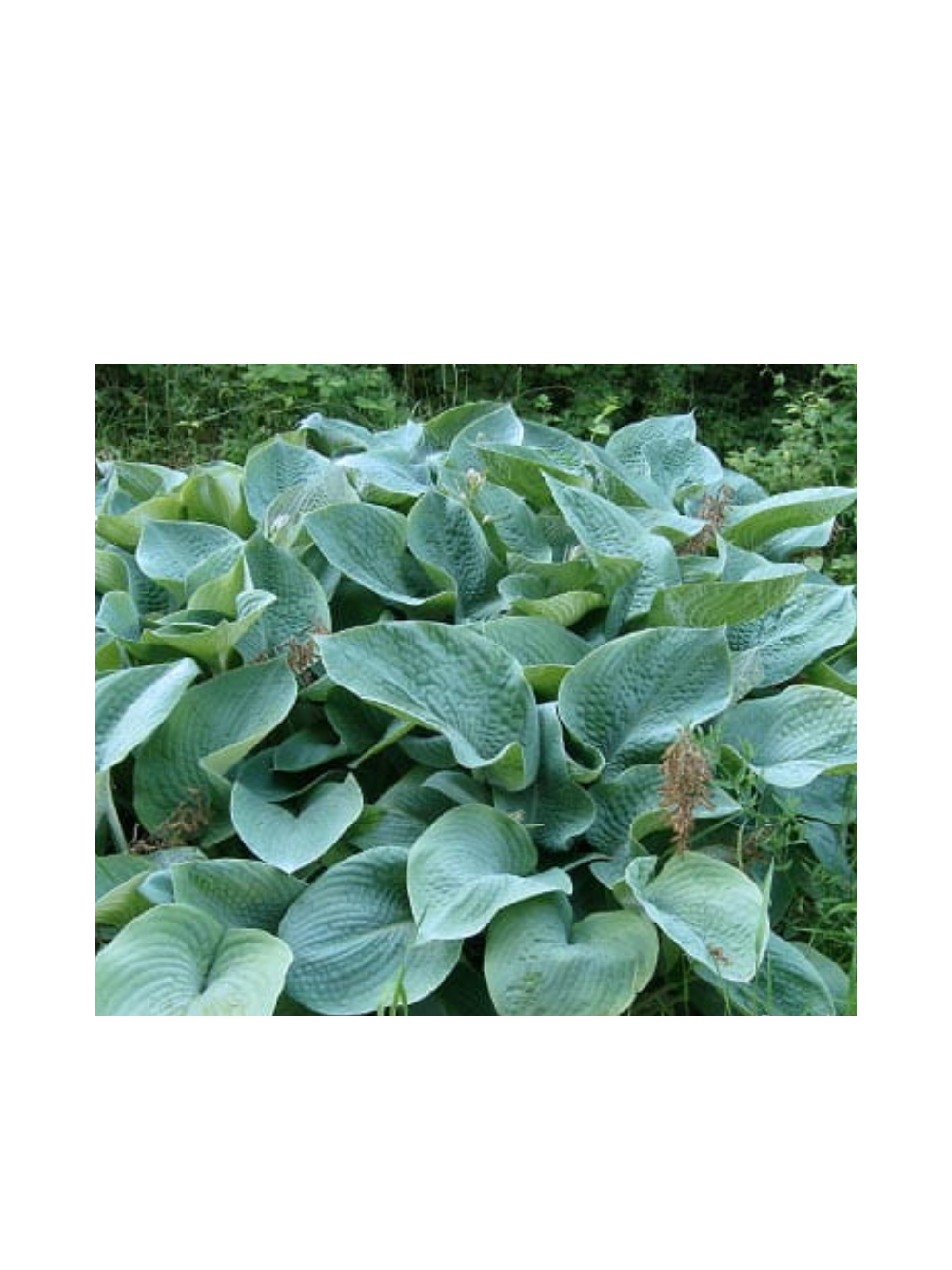 Funkia - Hosta 'Big Daddy'