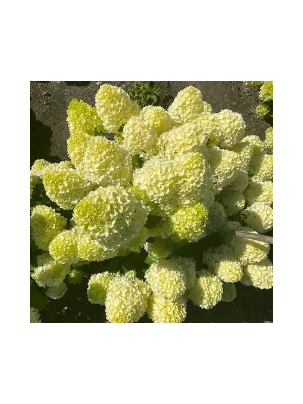 Hortensja bukietowa cytrynowo-limonkowa - C3