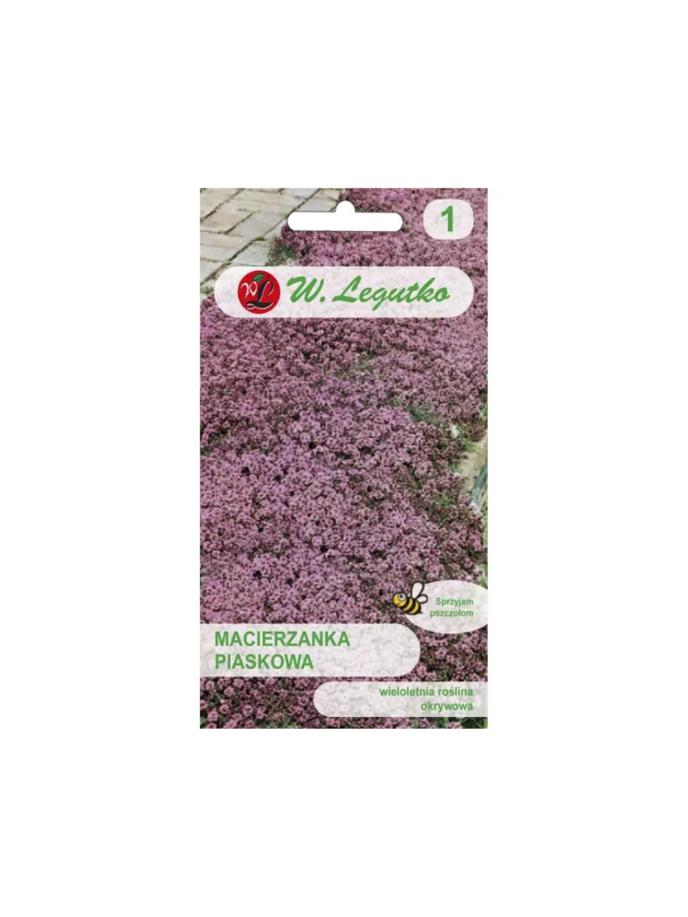Macierzanka piaskowa - lilaróżowa