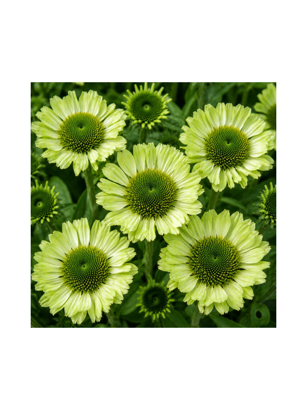 Jeżówka purpurowa - Echinacea purpurea 'Green Jewel'