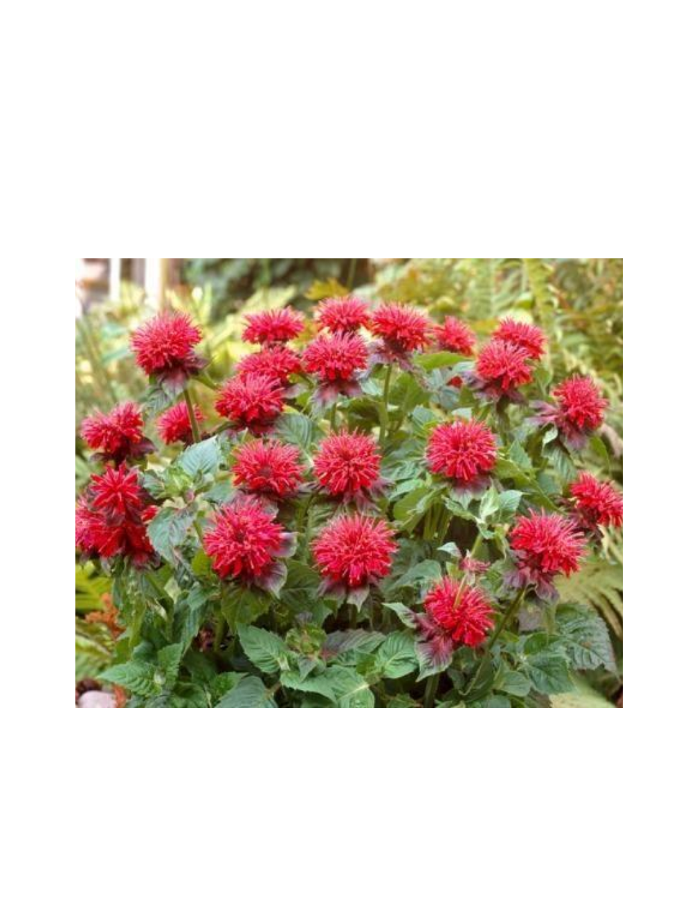 Pysznogłówka - Monarda didyma 'Fireball'