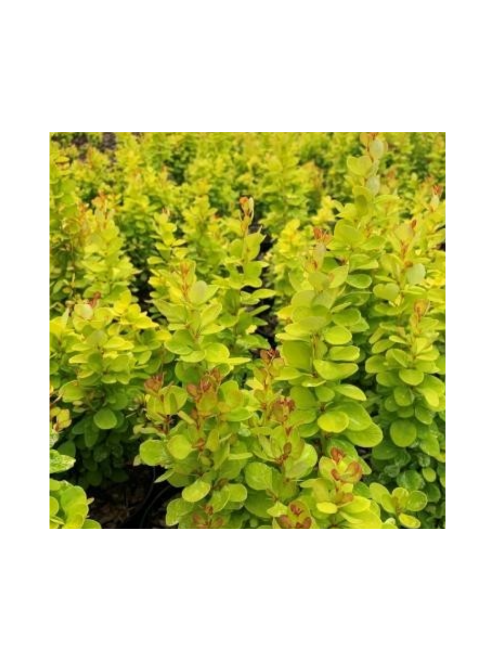 Berberys Thunberga - Berberis thunbergii 'Neon Gold'(R)