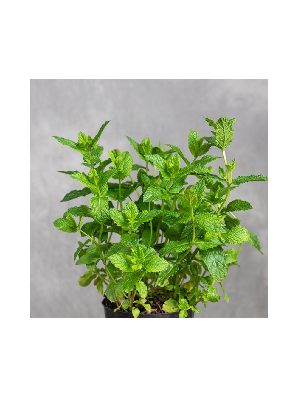 Mięta - Mentha Marokkanische
