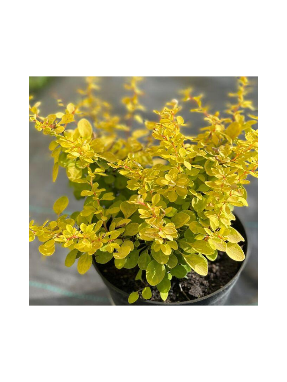 Berberys Thunberga - Berberis thunbergii 'Neon Gold'(R)
