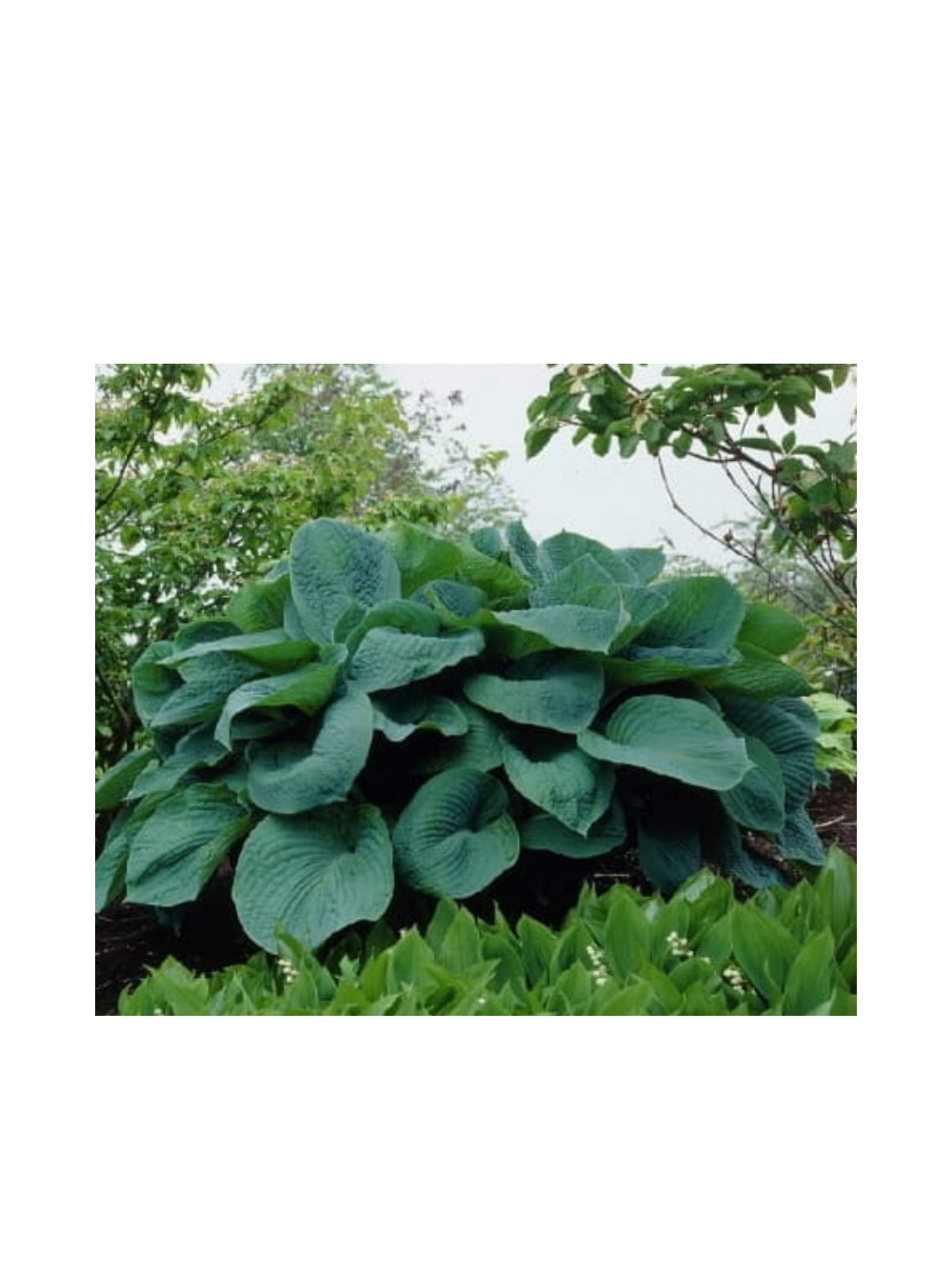 Funkia - Hosta 'Big Daddy'