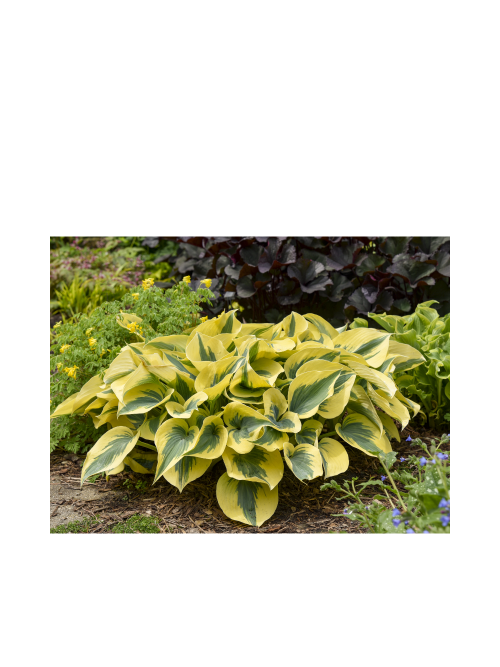 Funkia (Hosta) 'Autumn Frost'