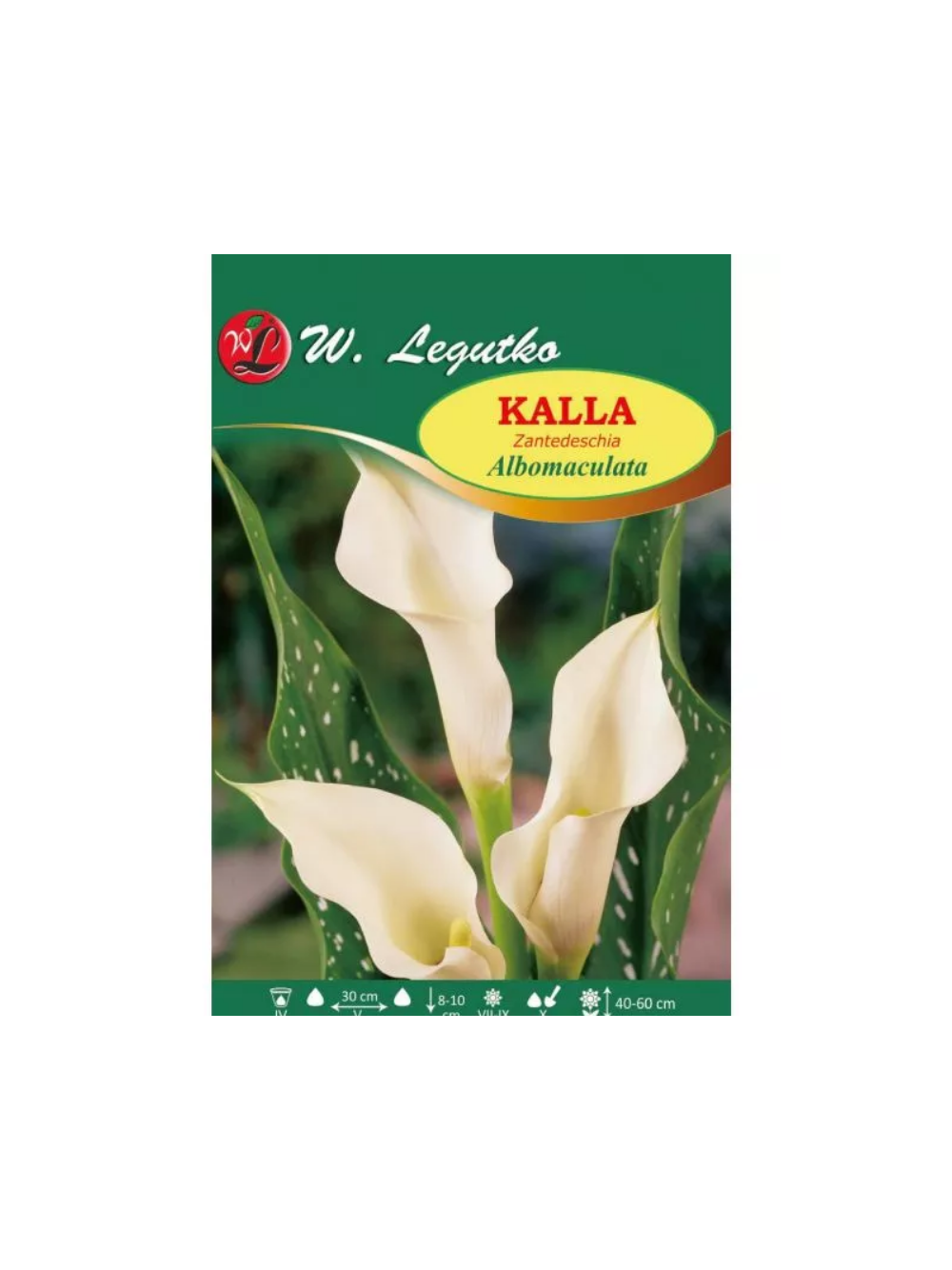 Kalla Albomaculata biała 1szt.