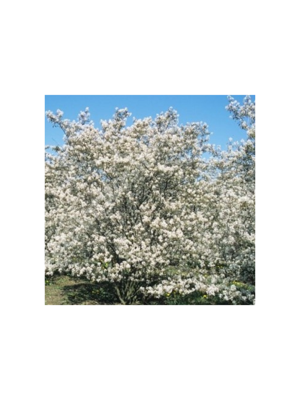 Świdośliwa Lamarcka - Amelanchier canadensis (lamarcki)