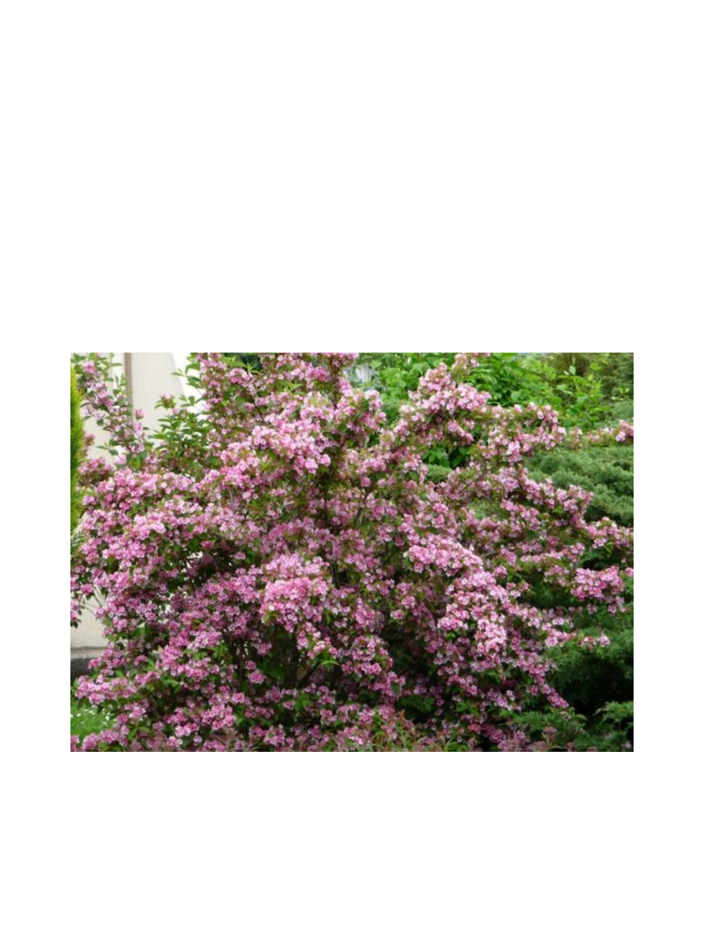 Krzewuszka cudowna - Weigela florida 'Rumba'