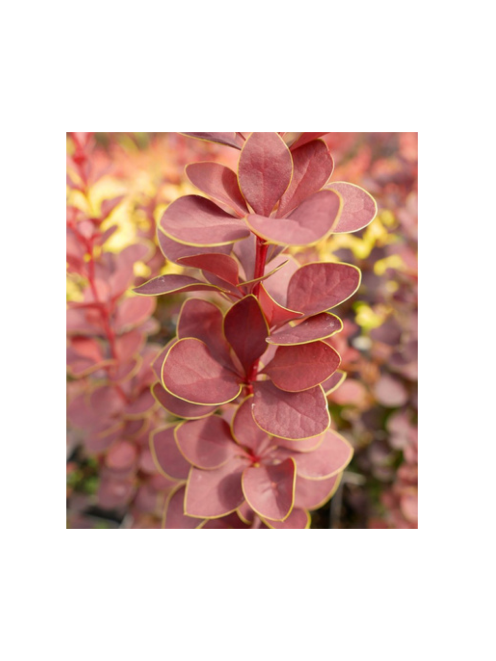 Berberys Thunberga - Berberis thunbergii 'Dariusz'(R)