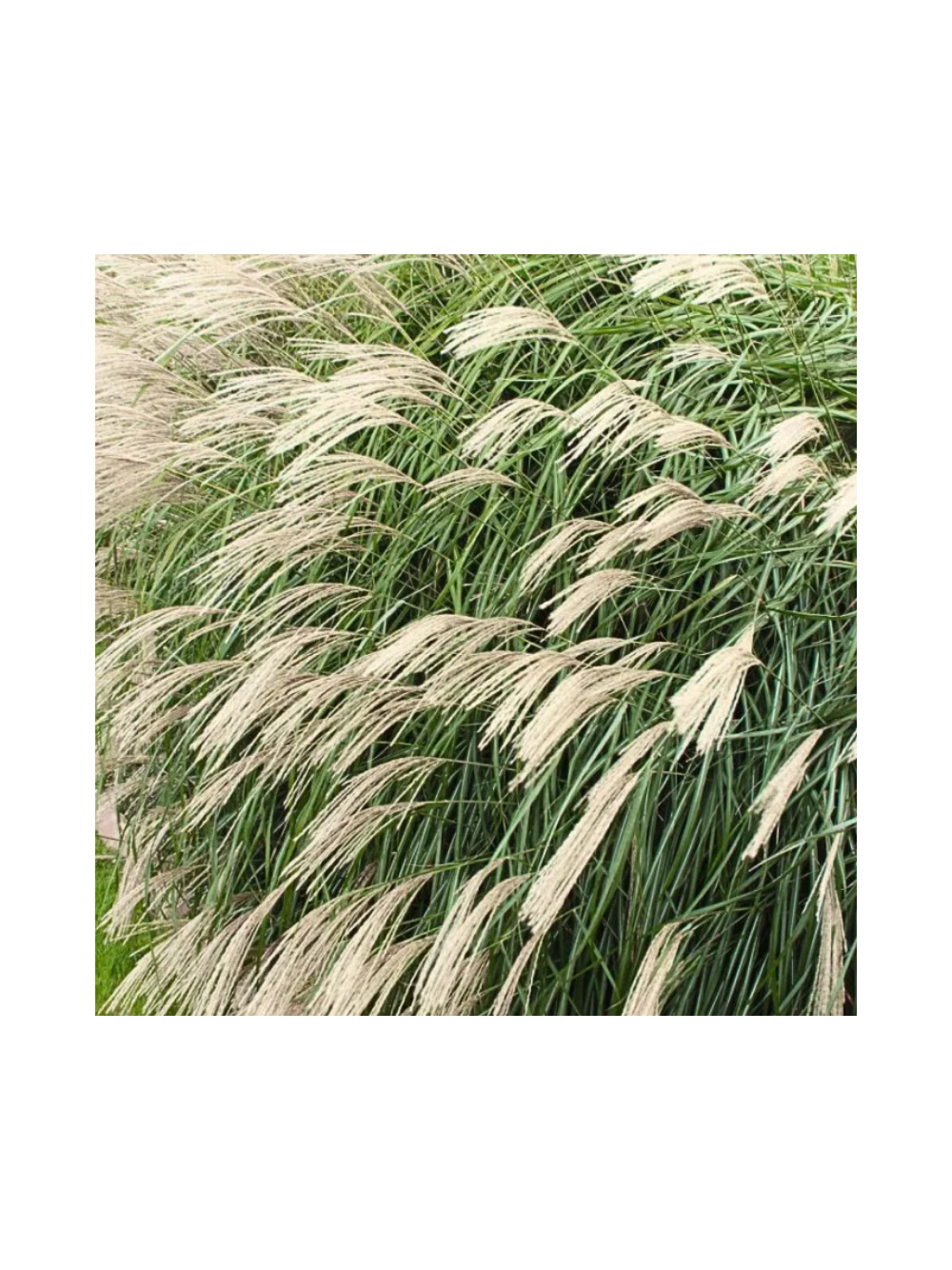Miskant chiński -Miscanthus sinensis 'Silberfeder'