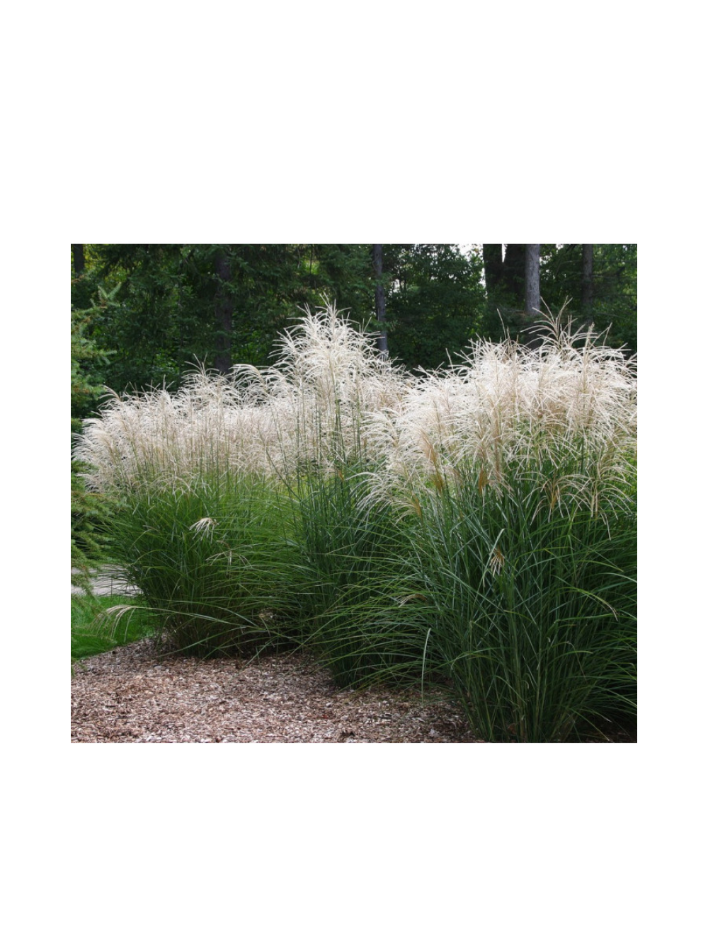 Miskant chiński- Miscanthus sinensis 'Graziella'
