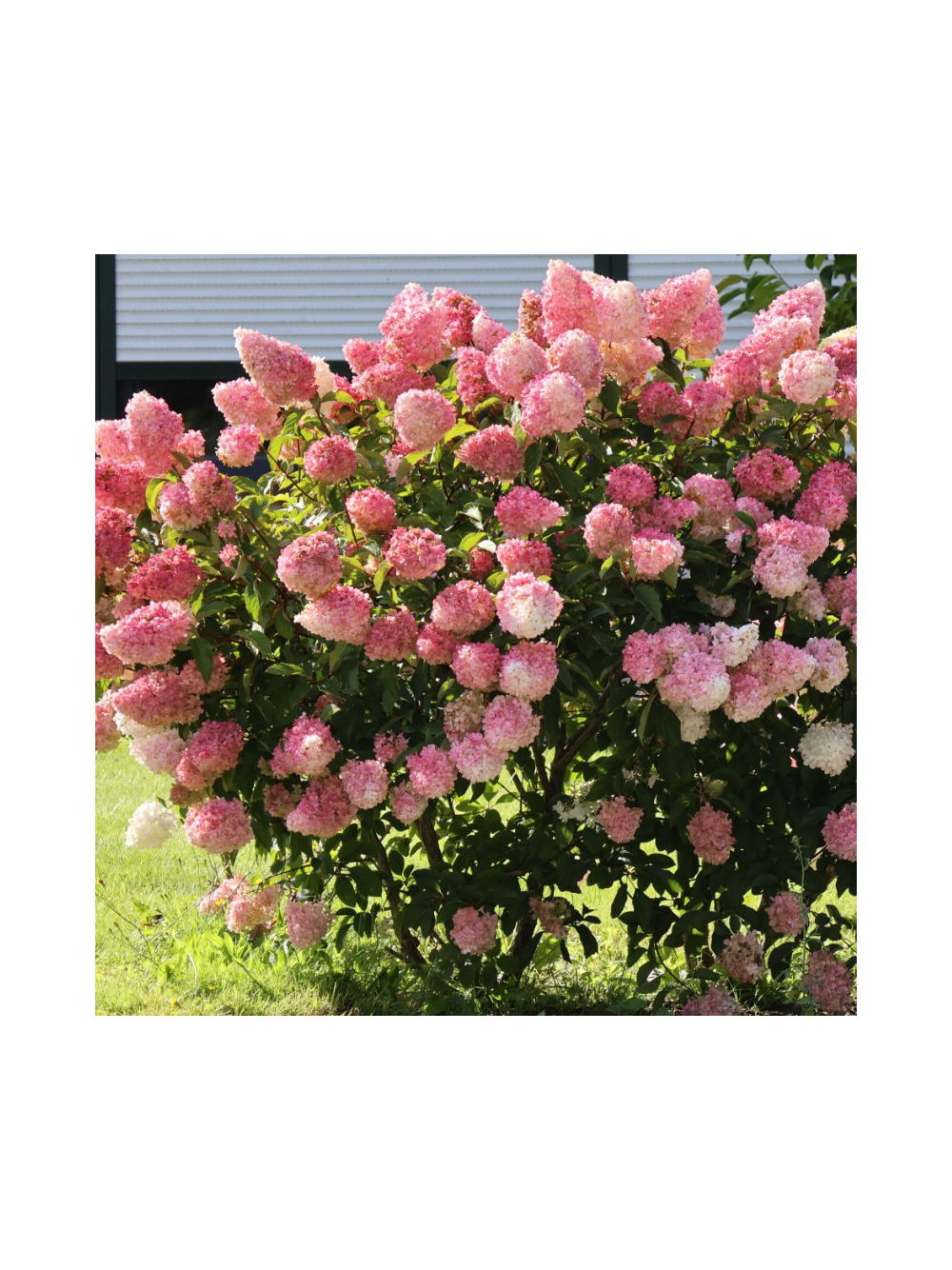 Hydrangea paniculata 'Vanille Fraise'