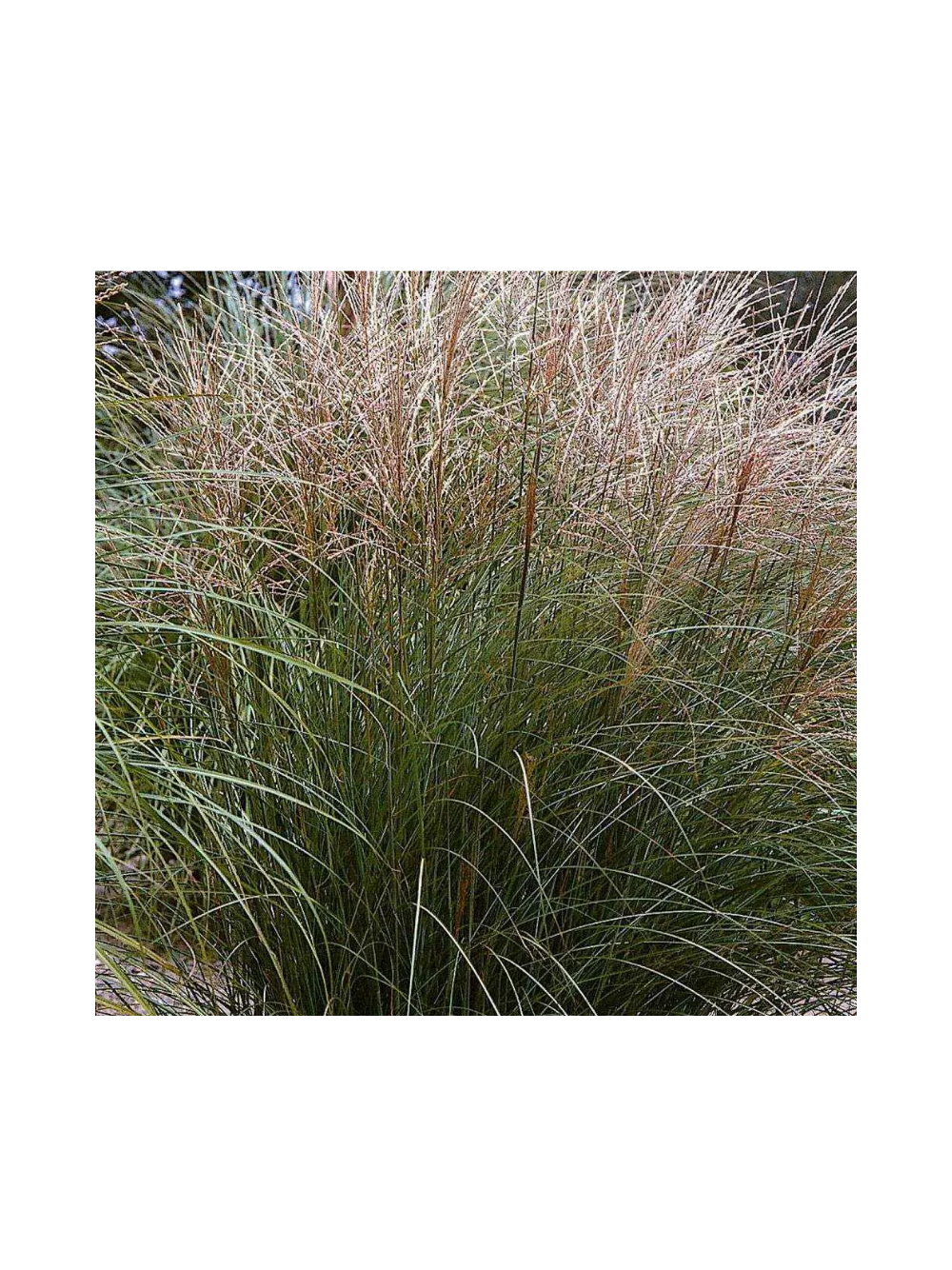 Miskant chiński - Miscanthus sinensis 'Ferner Osten'