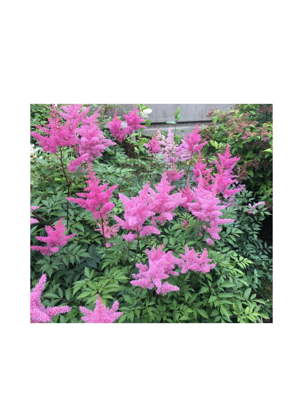 Tawułka japońska - Astilbe japonica 'Rheinland'