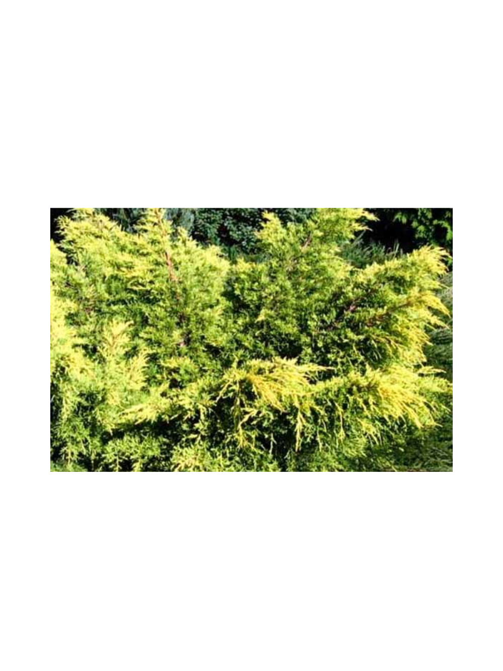 Jałowiec pośredni - Juniperus media 'King of Spring'