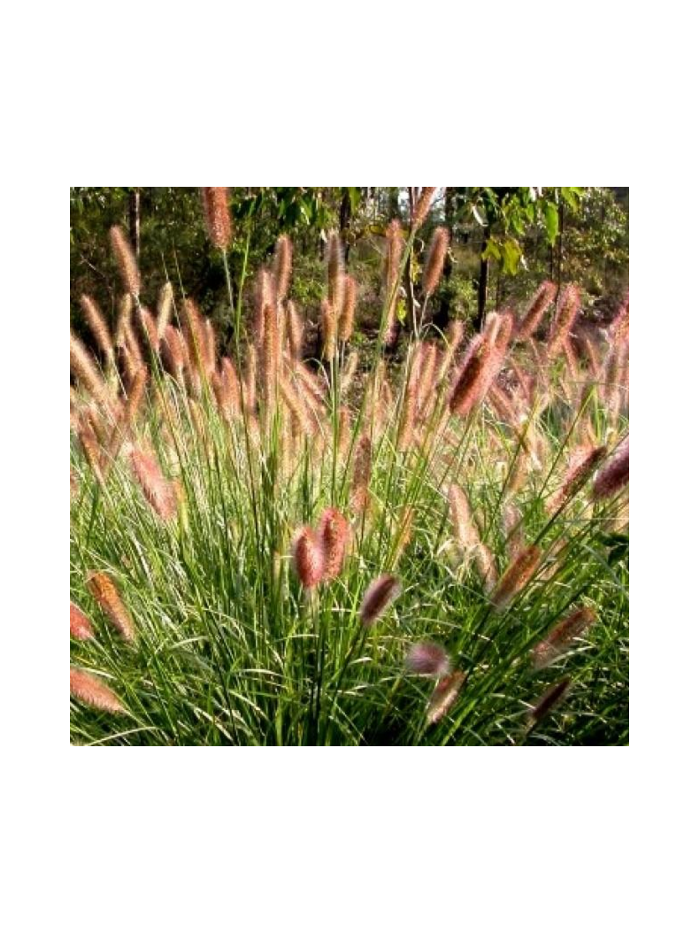 Rozplenica japońska - Pennisetum alopecuroides 'Paul's Giant'