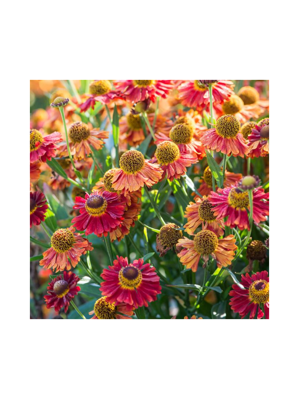 Dzielżan ogrodowy - Helenium x hybridum 'Bandera'