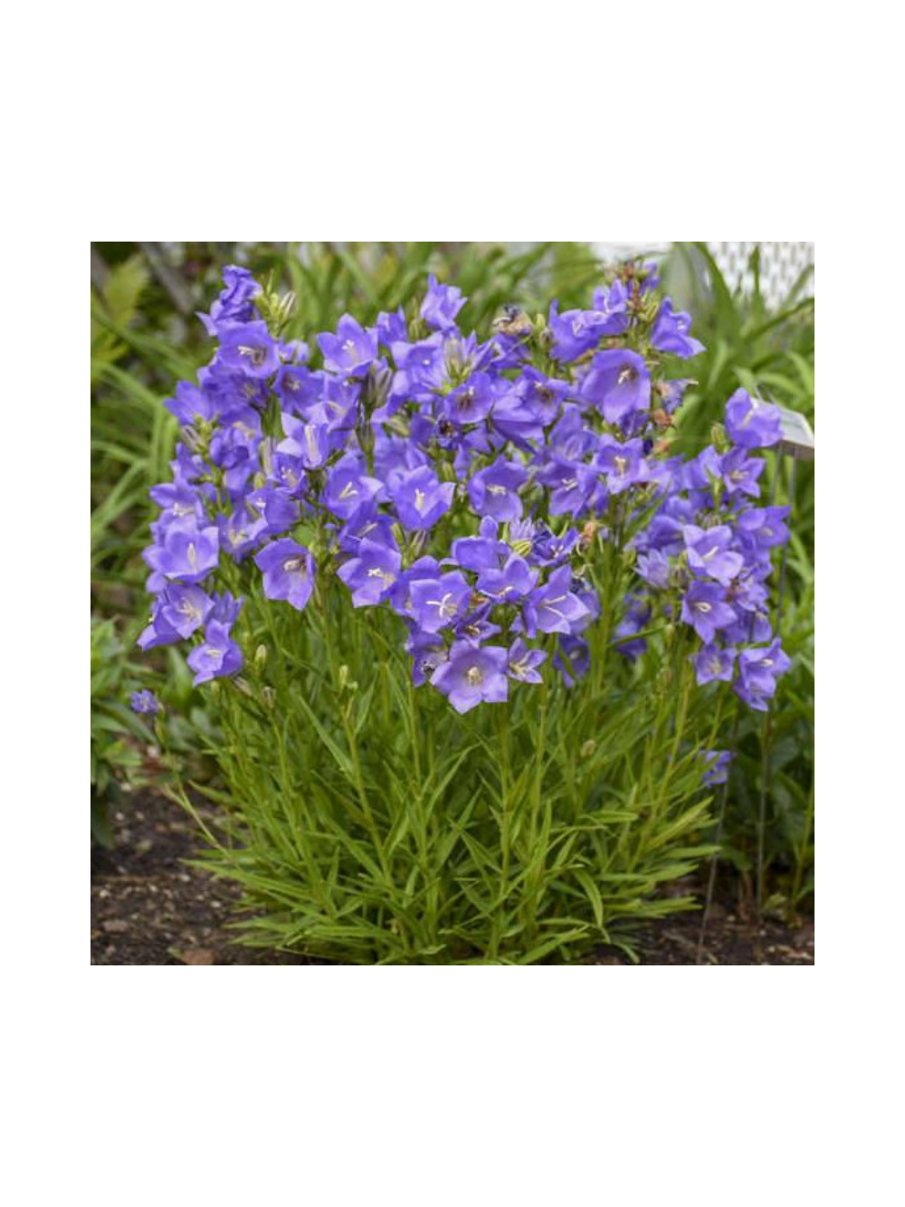 Dzwonek brzoskwiniolistny - Campanula persicifolia 'Blue'