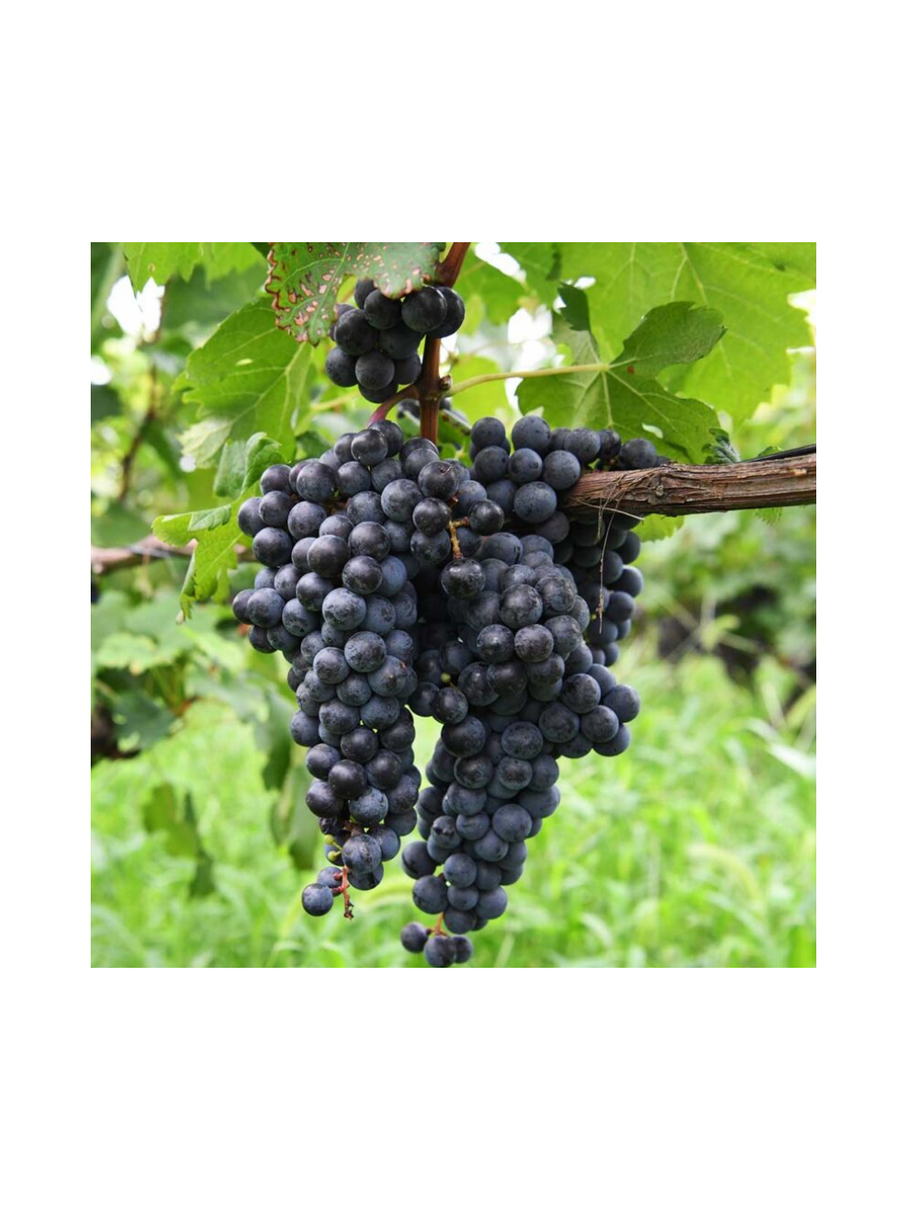 Winorośl owocowa - Vitis 'Leon Millot'