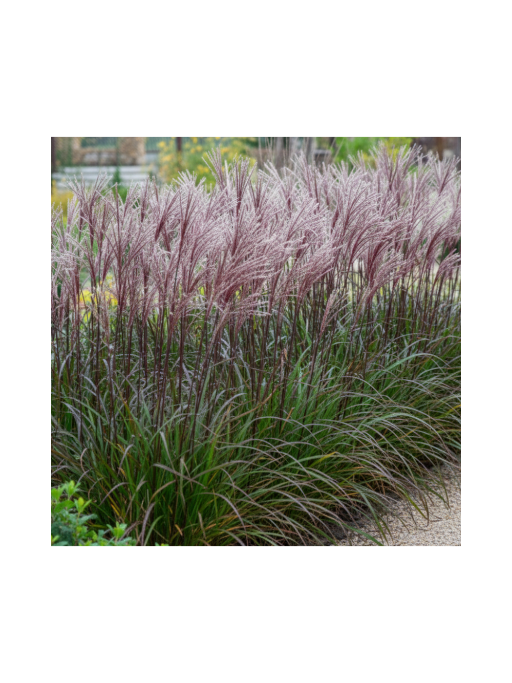 Miskant chiński- Miscanthus sinensis 'Buraczok'