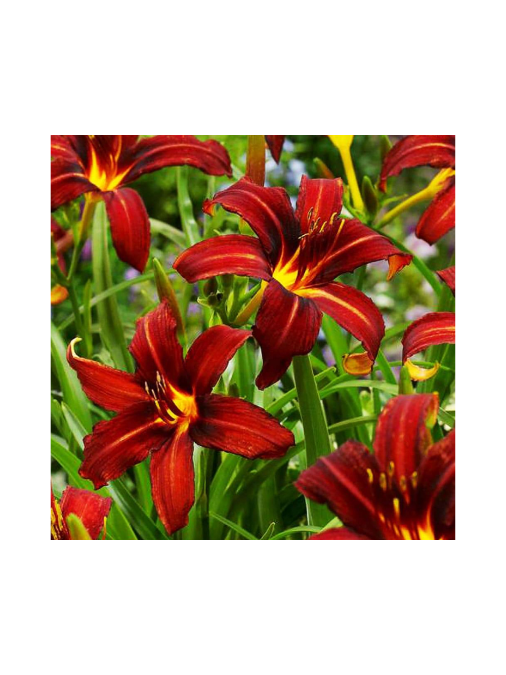 Liliowiec - Hemerocallis 'Autumn Red'