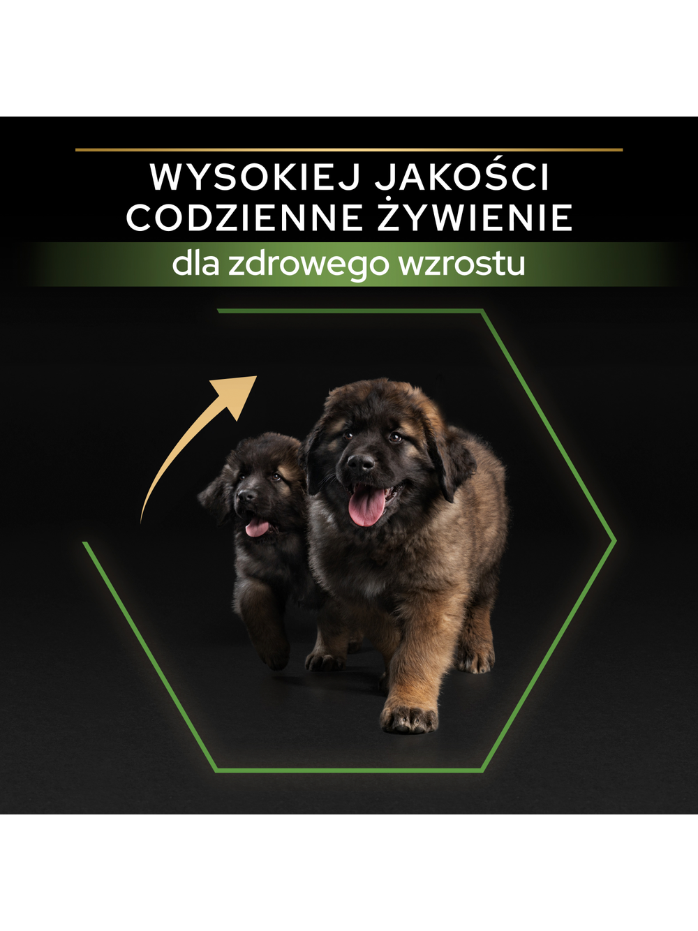 PRO PLAN Healthy Start Large Robust Puppy Karma dla szczeniąt bogata w kurczaka 12kg