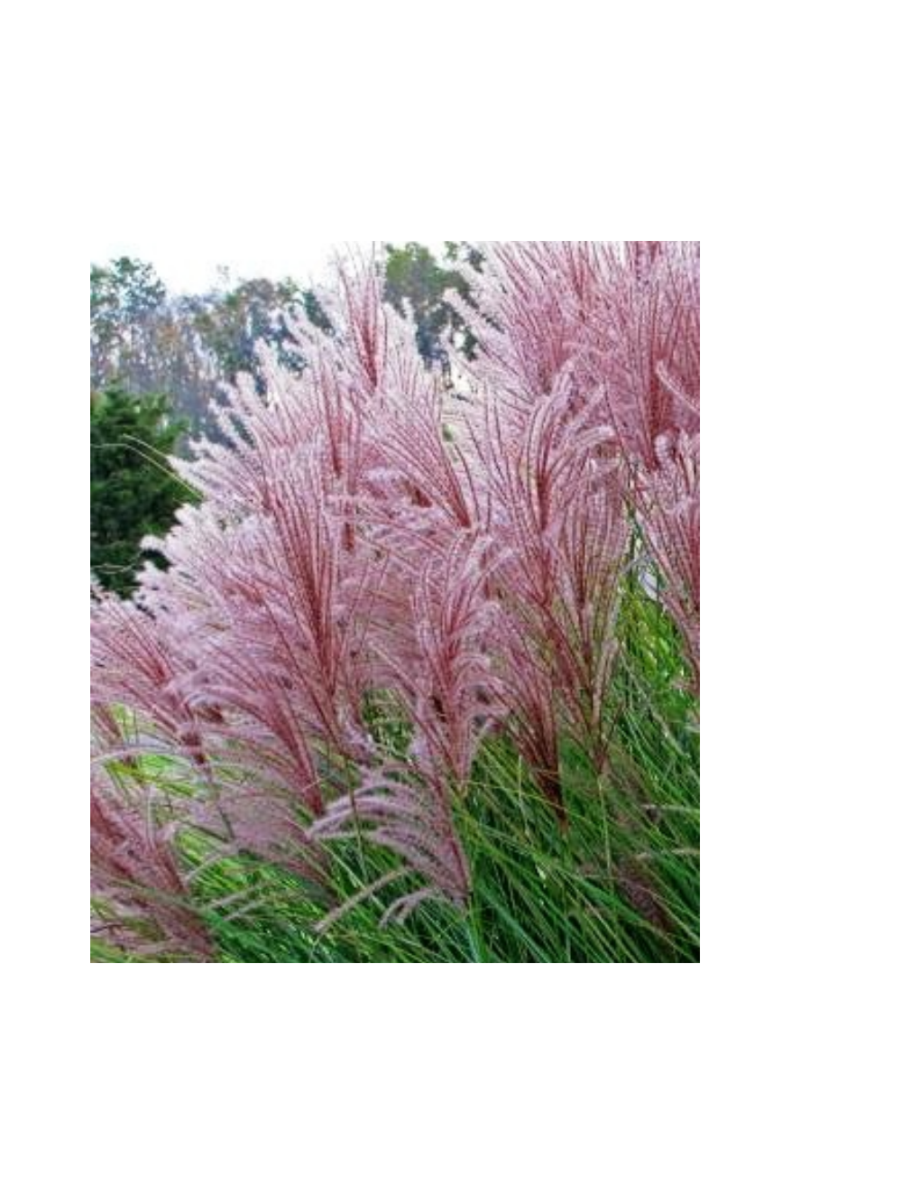 Miskant chiński- Miscanthus sinensis 'Dronning Ingrid'