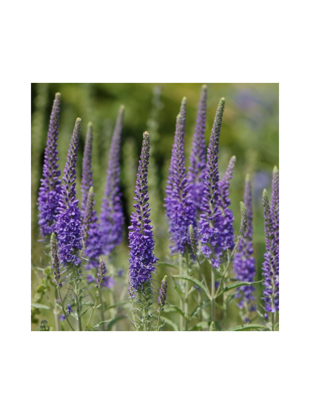 Przetacznik kłosowy- Veronica spicata 'High Five'