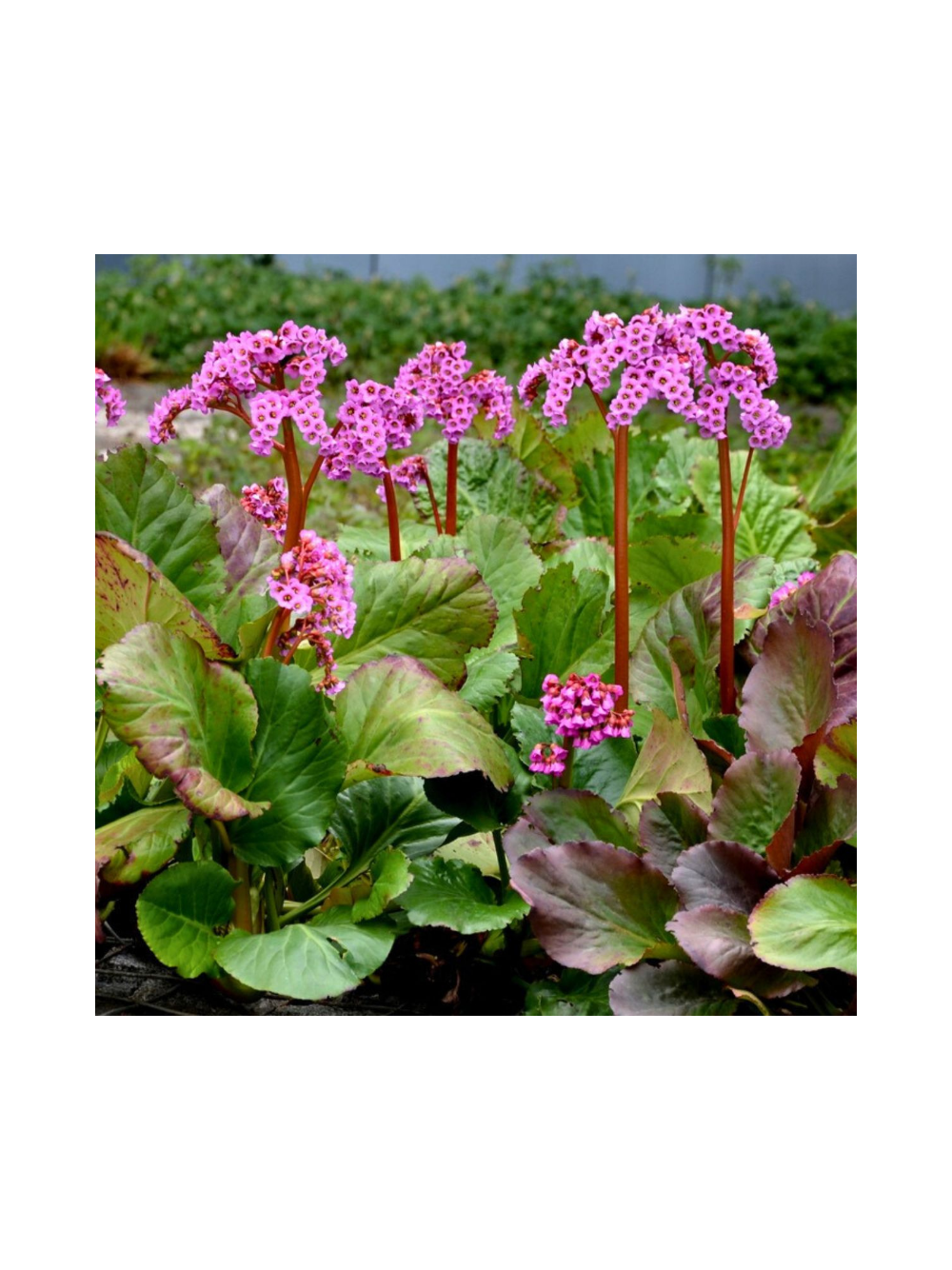 Bergenia sercolistna - Bergenia cordifolia 'Rotblum'
