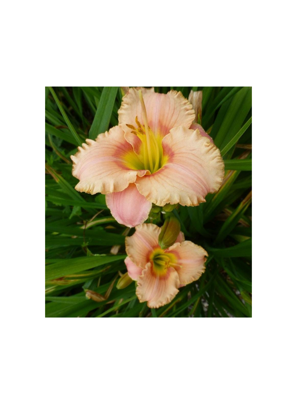 Liliowiec - Hemerocallis 'Elegant Candy'
