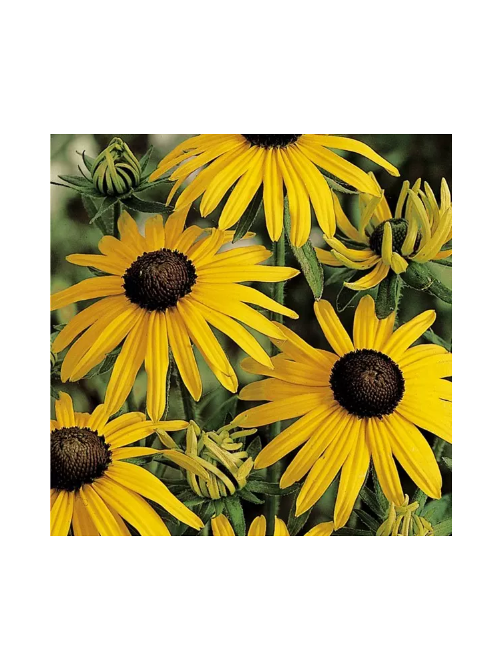 Rudbekia - Rudbeckia fulgida 'Goldsturm'