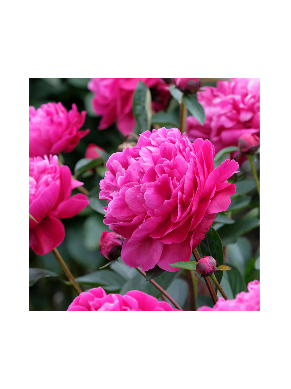 Paeonia lactiflora 'Red Sarah Bernhardt'