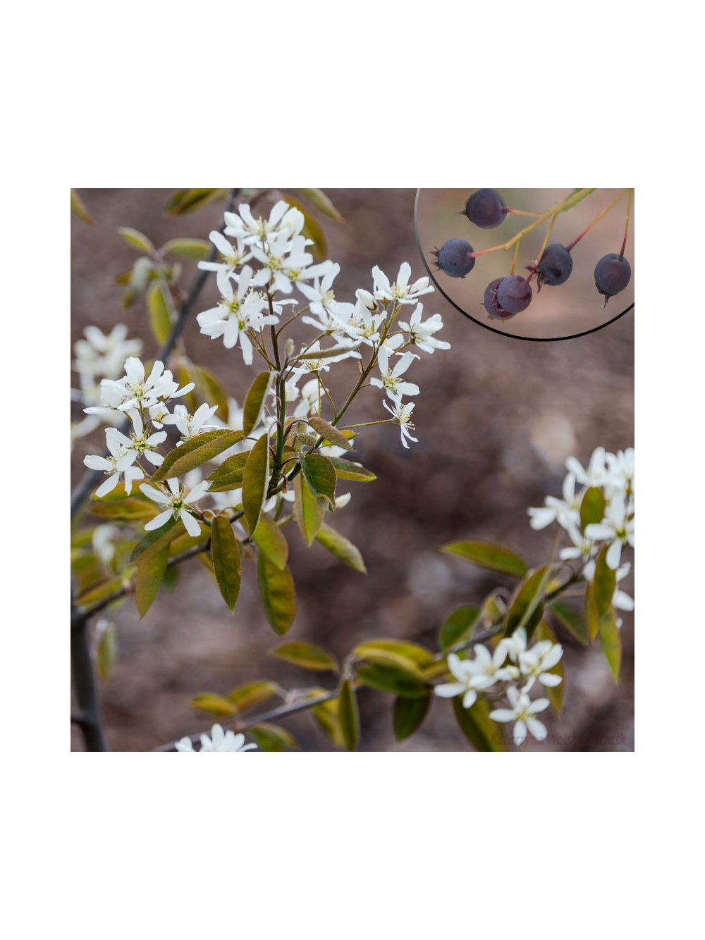 Świdośliwa olcholistna - Amelanchier alnifolia 'Smoky'