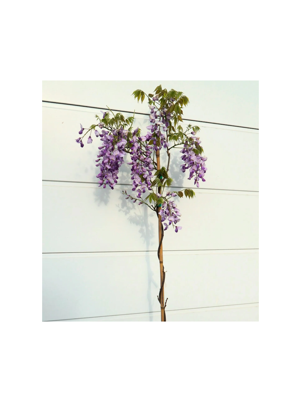 Glicynia chińska - Wisteria sinensis