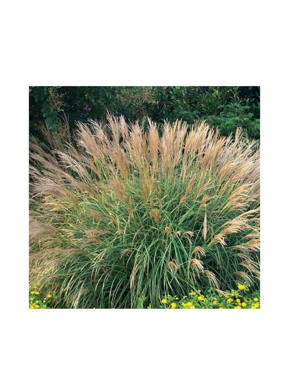 Miskant chiński- Miscanthus sinensis 'Adagio'