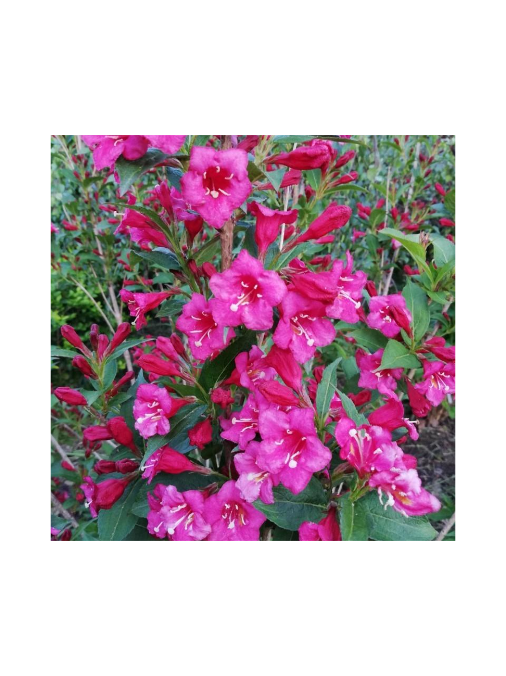 Krzewuszka - Weigela 'Bristol Ruby'