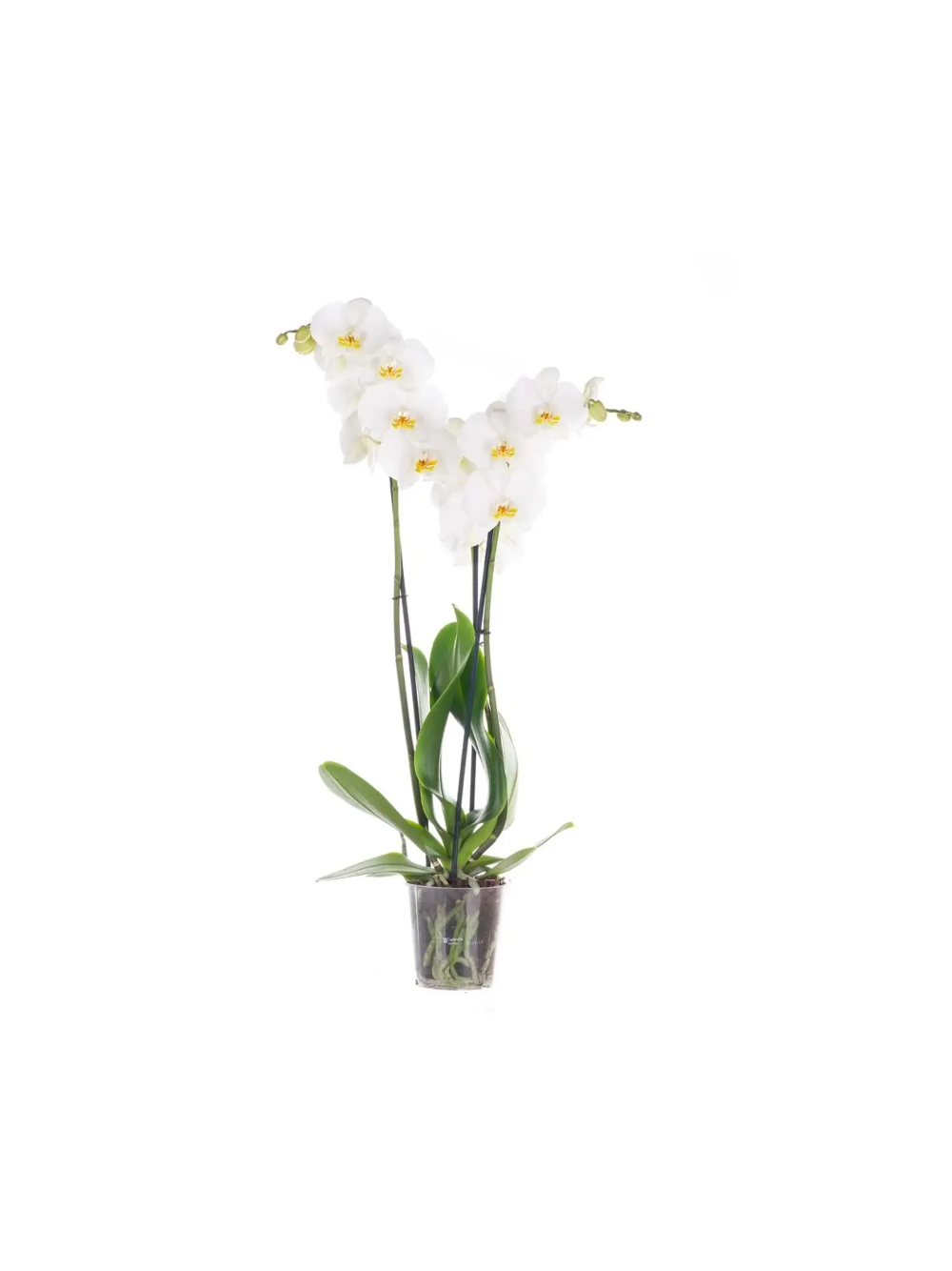Storczyk Extra (Phalaenopsis) 3 pędy biały d12